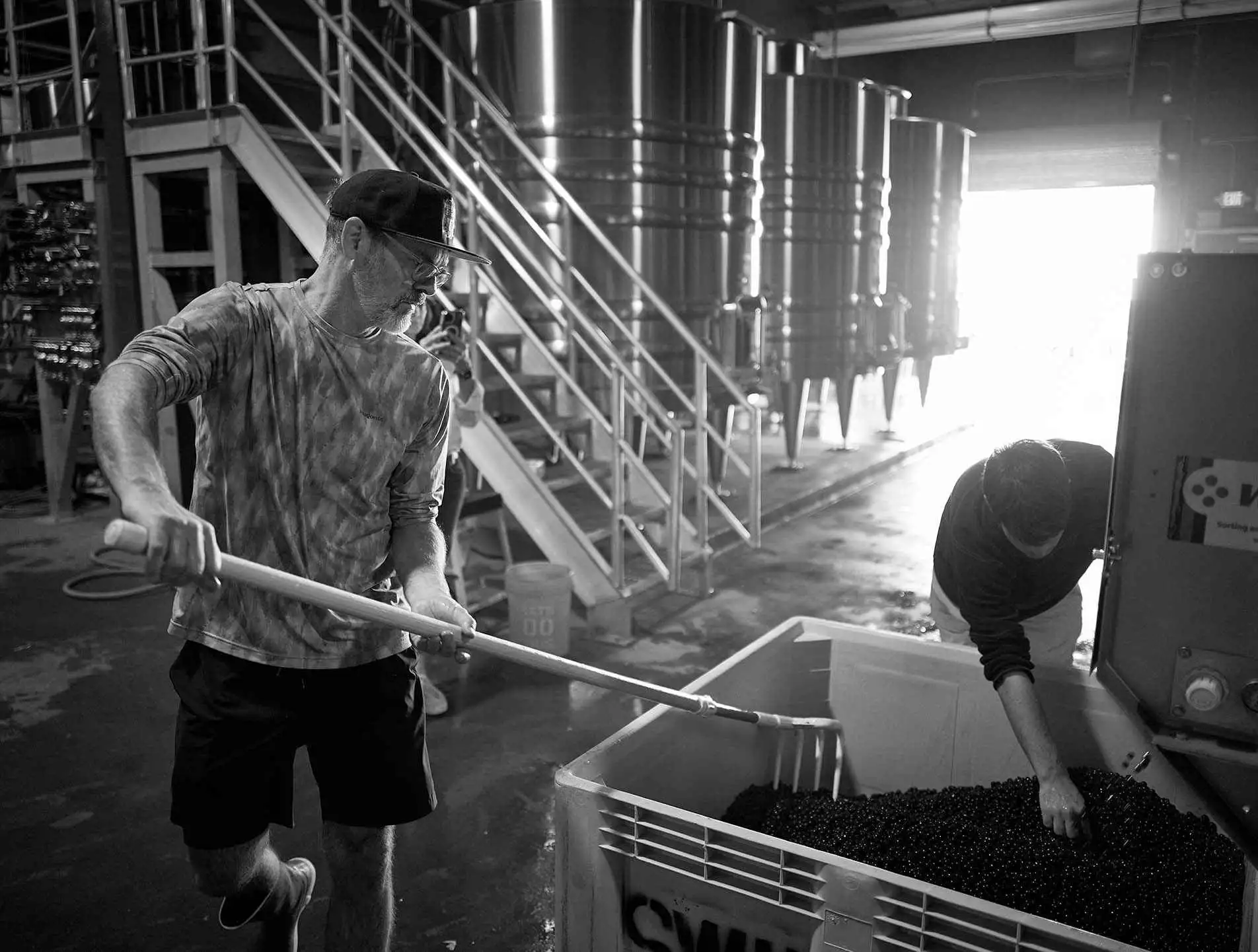 Two men using a pitchfork to process grapes in a large plastic bin inside a winery.