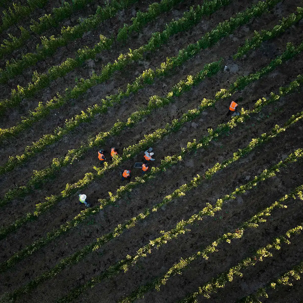 Aerial view of workers in high-visibility orange vests harvesting grapes in a vineyard.