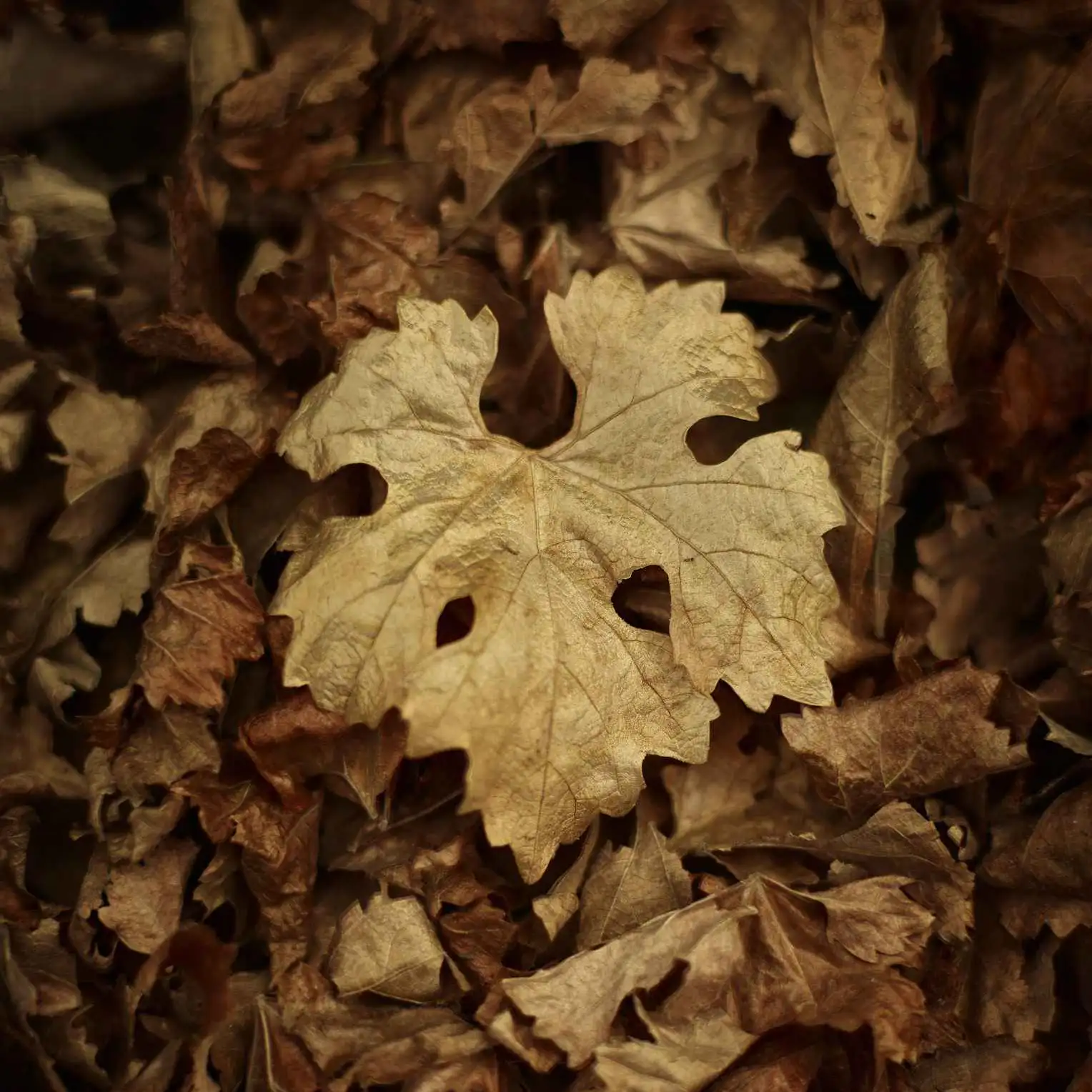 A single, crisp, golden-brown grape leaf resting on a pile of dried autumn leaves.