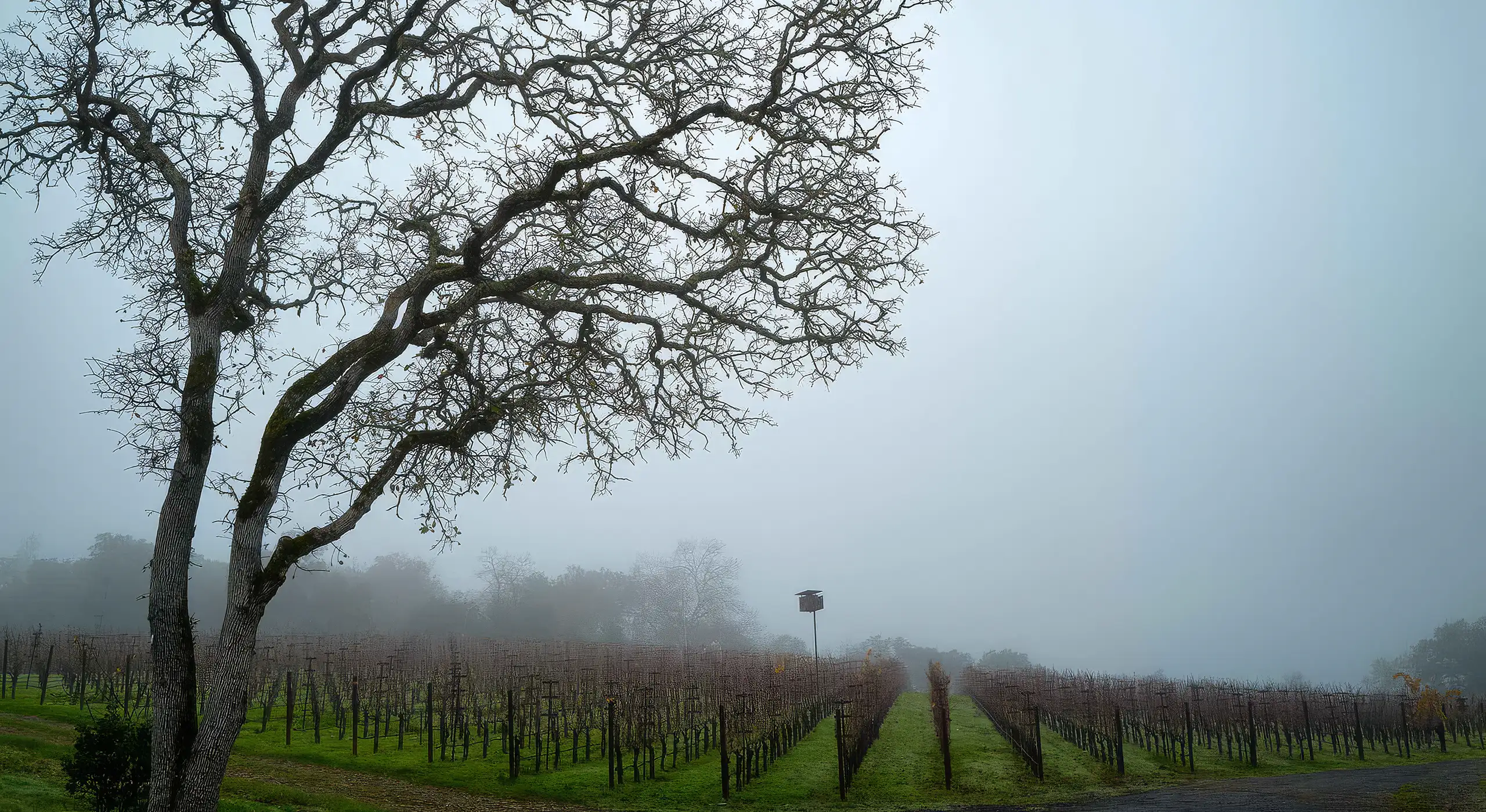 A leafless tree stands beside rows of grapevines in a foggy vineyard.