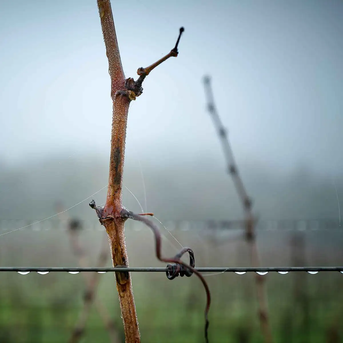 Dormant grapevine stems and a wire trellis covered in small water droplets on a foggy day.