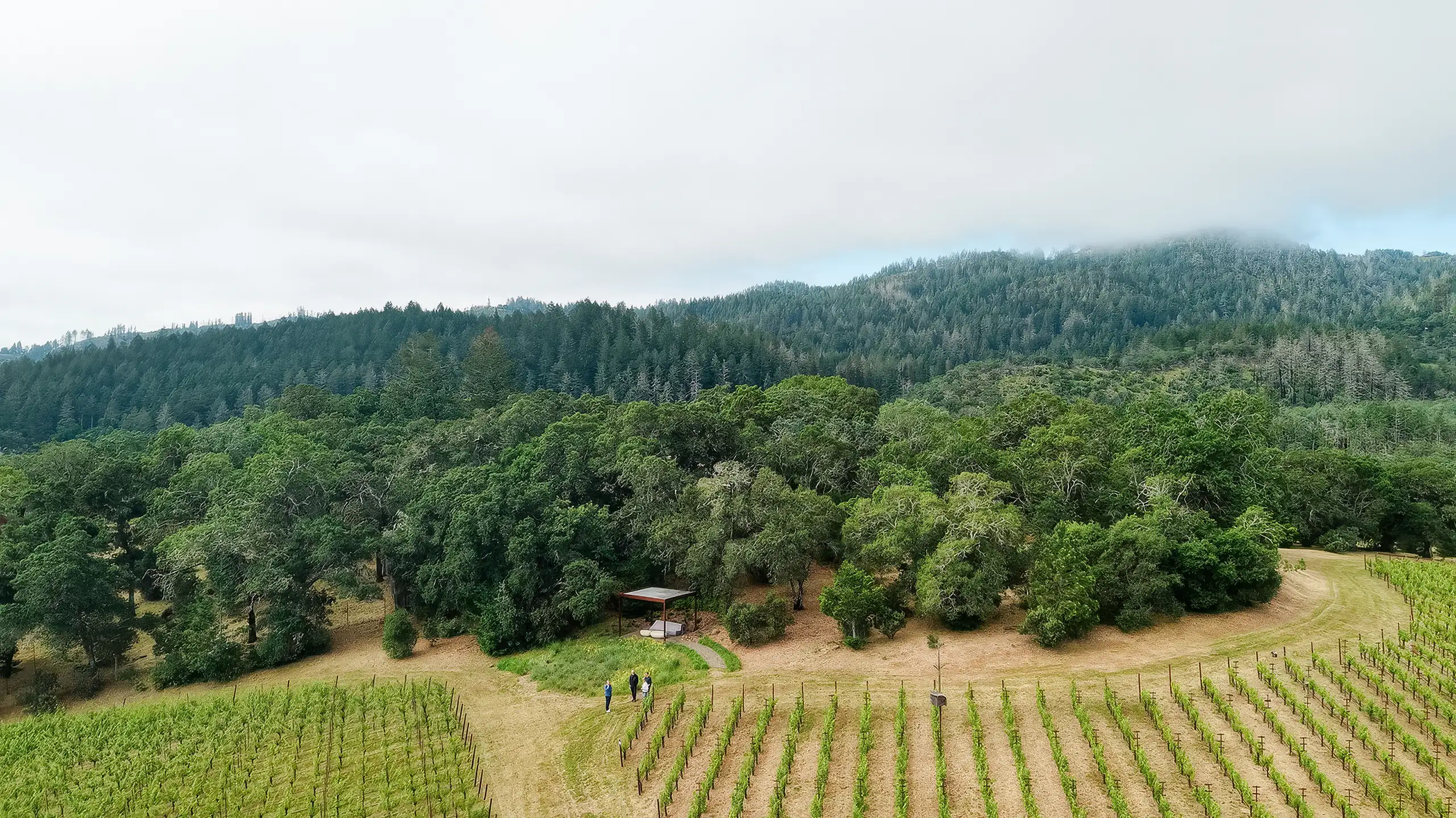 Aerial view of people walking through a vineyard toward a small open-air structure nestled in a forested landscape.